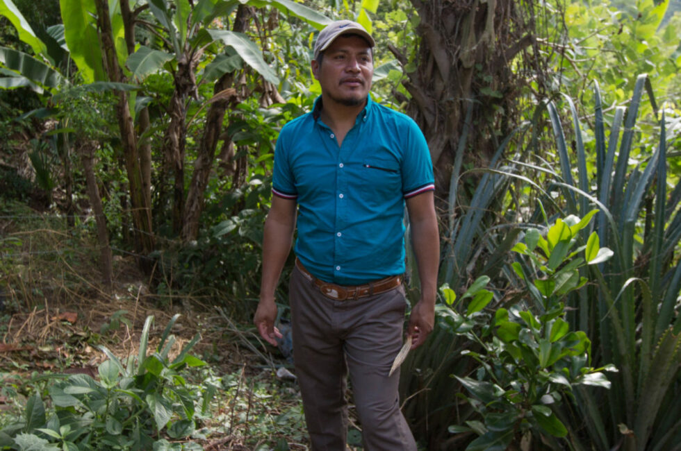 mongabay_ocote_chorti_portada