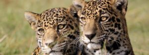 Juntas-2400x890