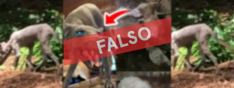 es falso que el chupacabras esté en San Marcos