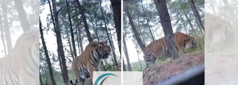 supuestas fotos de tigre en chimaltenango son falsas. Son de México