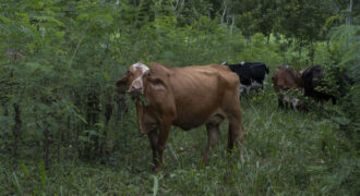 Una vaca pasta en un sistema silvopastoril. Foto: Kristhal Figueroa