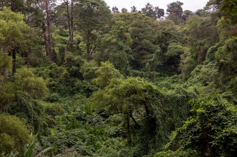 20260609-ParqueKanajuyú-CG03